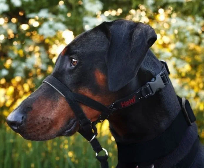 Halti Headcollar with Padded Nose