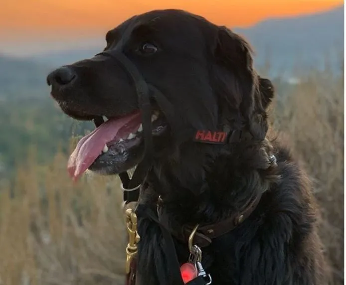 Halti Headcollar with Padded Nose