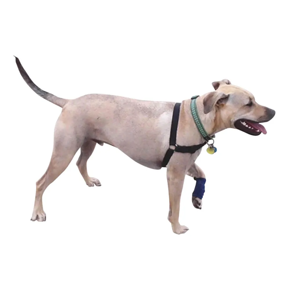 Healers Leg Wrap for Dogs