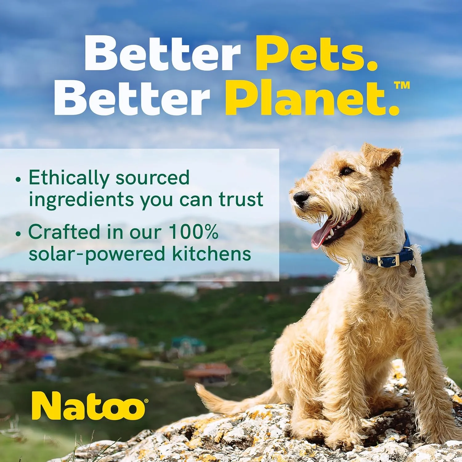 NATOO Biscuits for Small Dogs & Puppies Crunchy Dog Treats, Oats & Berry Healthy Natural Canine Biscuits, Rich in Omega 6, Prebiotics & Fibers, Antioxidants for Immunity (8 oz)