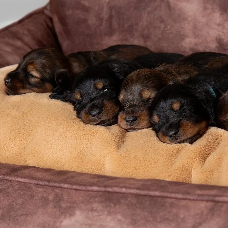 Scruffs Kensington Box Bed - Chocolate