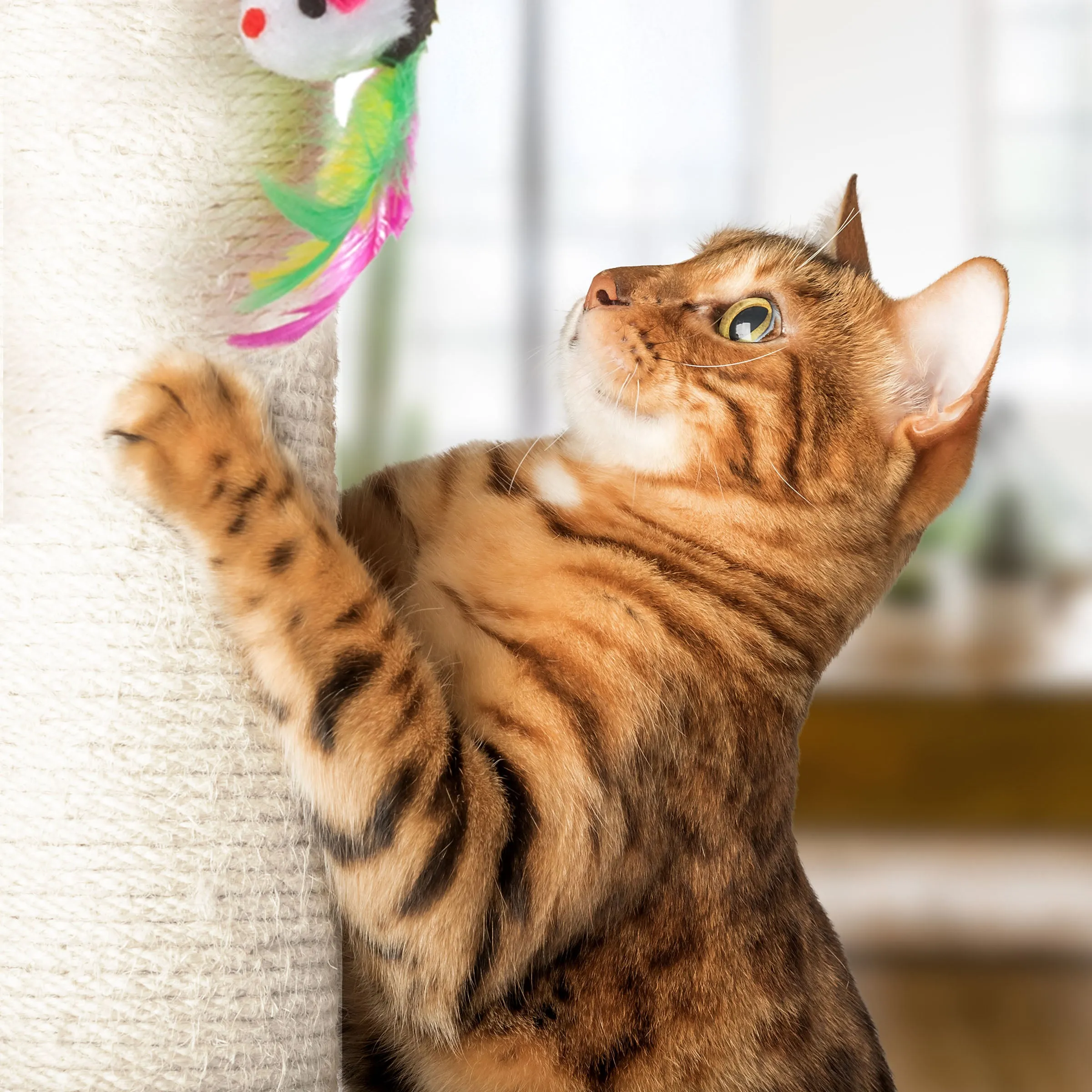 Sisal Fabric Scratcher